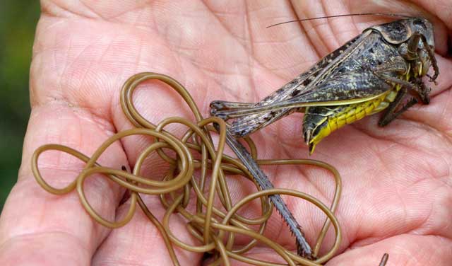 lagunabeachcanow.com