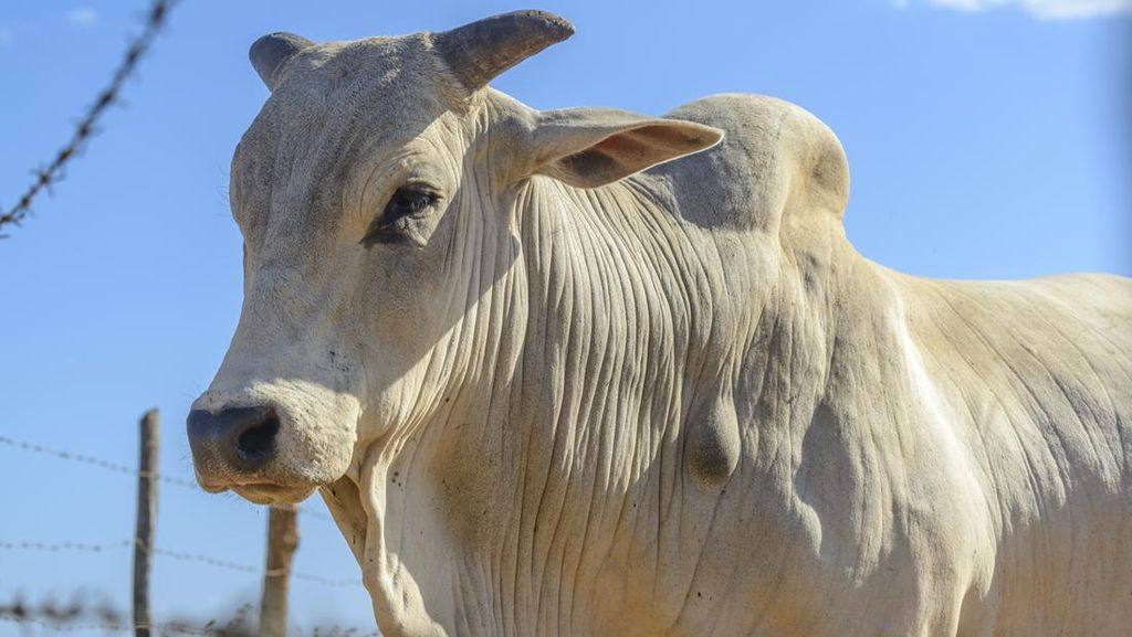 Sapi Bantuan dari Prabowo Mati Sebelum Dikurbankan: Kementan Selidiki Penyebabnya